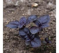 semi di basilico semi di decorazione balconi medicinali Letti elevati giardino selvatici giardino interno 300pcs