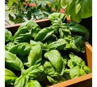 Semi di basilico semi di per giardinieri resistenti balcone verdi biologiche vecchie varietà giardino raro 700pcs