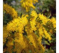 Semi di bastone d'oro balcone resistenti semi interni giardino balcone resistenti 15pcs