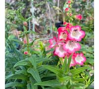 Semi di Beardstring - vecchie varietà di primaverili farfalla biologico semi copertura del terreno decorazioni giardino per esterni per 80pcs