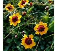 Semi di Beautifulface - resistenti per giardinieri semi di organico come bomboniera copertura del terreno raro resistenti per giardini rocciosi 100pcs