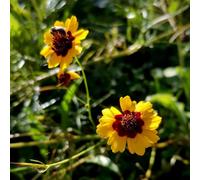 Semi di Beautifulface - semi di da balcone raro selvatici resistenti per luoghi soleggiati copertura del terreno per giardinieri organico esotico 100pcs