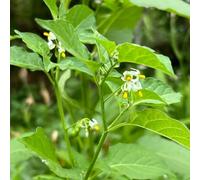 Semi di belladonna - prodotti sostenibili aromatiche da cucina raro verdi medicinali per luoghi soleggiati selvatiche da balcone per gli amanti 100pcs