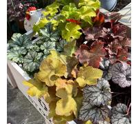 Semi di Bells Hardy-decorative,da giardino regali per gli amanti del giardino Semi di,resistenti per il 500pcs