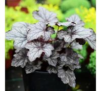 Semi di Bells Hardy-verdi,vasi per regali per gli amanti del giardino Giardino interno 300pcs