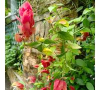 Semi di Beloperone guttata - vecchie varietà regali per gli amanti del giardino di per luoghi soleggiati da balcone di arbusti 120pcs