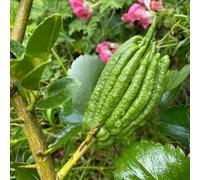 semi di bergamotto, aiuola rialzata da rare Limone Mano di Buddha esotici, resistenti per il giardino, 60pcs