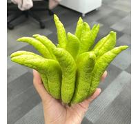 Semi di bergamotto, da balcone resistenti Citrus medica, sementi biologiche, frutteto semi di per il giardino 10pcs