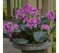 Semi di Bergenia - resistenti per giardini rocciosi esotiche giardino rari giardino per giardinieri i luoghi soleggiati 120pcs