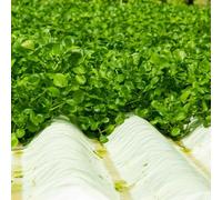 Semi di berro invernale resistenti per giardino, germogli semi di letti resistenti elevati 55pcs