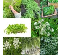 semi di berro semi organici giardino, selvatiche resistenti all'inverno per il giardino, 1200pcs