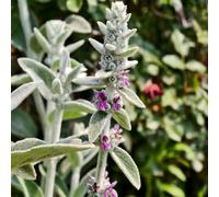 semi di betonica lanosa, resistenti per il giardino, balcone, biologici, rare, all'esterno e tappezzanti 200pcs