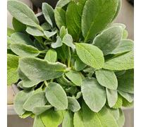 semi di betonica lanosa, tappezzanti per il giardino resistenti, esterno, 125pcs