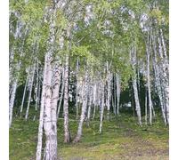 Semi di betulla bianca, giardino di betulla, Betula platyphylla, Le sempreverdi sono resistenti vecchie varietà comprare 100pcs