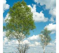 Semi di betulla bianca, Le sempreverdi sono resistenti di betulla, Betula platyphylla, da seme vecchie varietà 15pcs