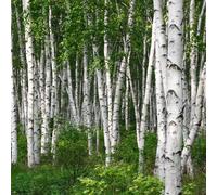Semi di betulla bianca, semi biologici da giardino di betulla, Betula platyphylla, vecchie varietà comprare da balcone 300pcs