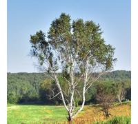 Semi di betulla bianca, semi di betulla, Betula platyphylla, Le sempreverdi sono resistenti resistenti per il giardino comprare 30pcs