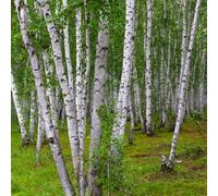 Semi di betulla bianca, semi di betulla, Betula platyphylla, resistenti all'esterno giardino di comprare 50pcs