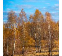 Semi di betulla bianca, semi di betulla, Betula platyphylla, resistenti per il giardino esotici semi di comprare 100pcs