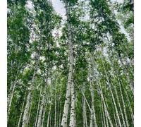 Semi di betulla bianca, semi di betulla, esotici Betula platyphylla, comprare semi di resistenti per il giardino 200pcs