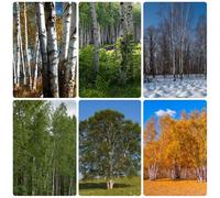 Semi di betulla bianca, vecchie varietà di betulla, Betula platyphylla, da balcone esotiche resistenti resistenti per il giardino 200pcs