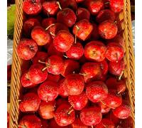 Semi di biancospino、 da balcone,in vaso resistenti giardino decorativo, facile da piantare vaso per,da giardino semi di 50pcs