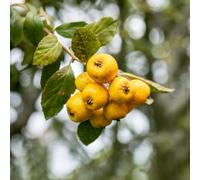 Semi di biancospino、 da balcone,in vaso resistenti Le da giardino sono perenni resistenti giardino di,colorato 30pcs