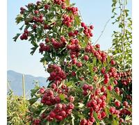 semi di biancospino frutteto esotico giardino di arbusti da frutto frutto colonnare semi comprare da raro giardino roccioso colonnari vecchie varietà 180pcs