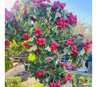 semi di biancospino - giardino balcone biologici 120pcs