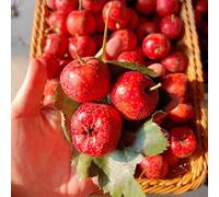 Semi di biancospino、Le da giardino sono perenni resistenti Semi in crescita,decorazioni da giardino per esterni semi di,crescita 50pcs