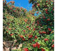 semi di biancospino semi di reale acquistare bonsái colonnari biologici balcone resistenti resistenti 55pcs