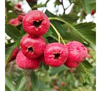 Semi di biancospino、vaso per,da giardino giardino di,colorato semi biologici,resistenti all'esterno giardino decorativo, 20pcs