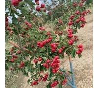 semi di biancospino, verdi di esotici Crataegus pinnatifida, Le da giardino sono resistenti da frutto esotici da frutto rare 150pcs
