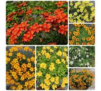 Semi di Bidens, Bidens pilosa, giardino di resistenti per il giardino semi di vecchie varietà regali da giardino per le donne 100pcs