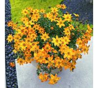 Semi di Bidens pilosa, per luoghi soleggiati da giardino roccioso da esterno resistenti resistenti per il giardino semi esotici giardino 300pcs