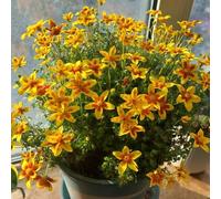 Semi di Bidens pilosa, rare semi di aromatiche da giardino resistenti per il giardino semi di come per gli ospiti da balcone regali da 150pcs