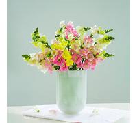 semi di bocca di drago - decorazione semi selvatici - rari resistenti all'inverno per balconi balcone resistenti 800pcs