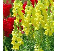 semi di bocca di drago perenne - letto elevato per balcone semi di copertura del suolo resistenti per balconi perenne resistenti 160pcs