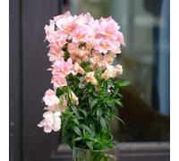 semi di bocca di leone biologici, Antirrhinum majus, balcone da esterno resistenti da giardino 750pcs