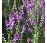 Semi di bocca di leone biologici, semi di Antirrhinum majus, di esotiche per luoghi soleggiati da giardino 60pcs