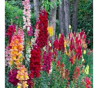 Semi di bocca di leone - del giardino Antirrino maggiore - da balcone piccoli regali sostenibili del da giardino 550pcs