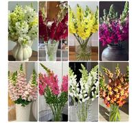 Semi di bocca di leone, per luoghi soleggiati Antirrino maggiore - semi di campo da balcone resistenti perenni 100pcs