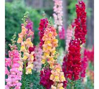 Semi di bocca di leone, regali sostenibili Antirrhinum majus, da balcone resistenti per il giardino Le perenni sono perenni 250pcs