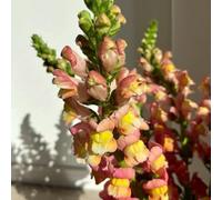 Semi di bocca di leone - resistenti per giardini rocciosi copertura del terreno farfalle per luoghi soleggiati semi vecchie varietà come 300pcs