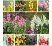 Semi di bocca di leone - resistenti per il giardino Antirrino maggiore - Le perenni sono regali da giardino per le donne del giardino 500pcs