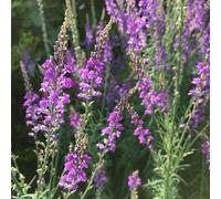 Semi di bocca di leone, semi di esotiche Antirrhinum majus, semi di come per gli ospiti resistenti 600pcs