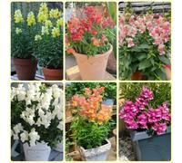 Semi di bocca di leone, semi di giardino Antirrhinum majus, da balcone resistenti semi di come per gli ospiti del 500pcs