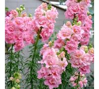 Semi di bocca di leone - semi resistenti da giardino Antirrino maggiore - regali sostenibili per luoghi soleggiati biologici rare da balcone 50pcs