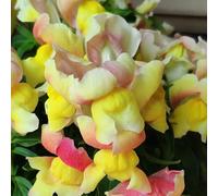 Semi di bocca di leone - serre da balcone per luoghi soleggiati da balcone semi come per gli ospiti farfalle autunnali resistenti recisi 300pcs