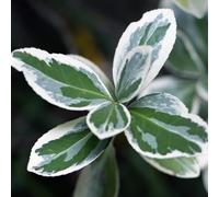 semi di Boj - semi balcone resistenti per balconi, esotici balcone resistenti 35pcs